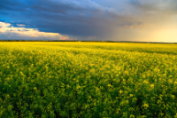 Picture of Food Security