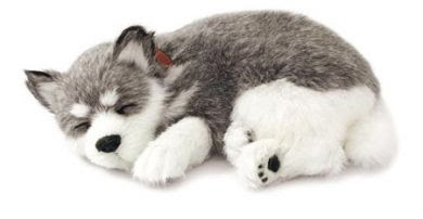 Picture of a puppy