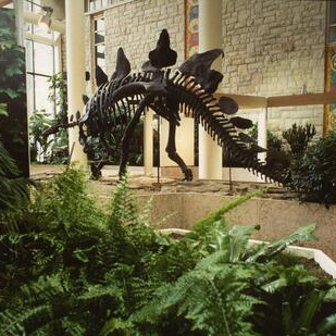 Dinosaur skeleton